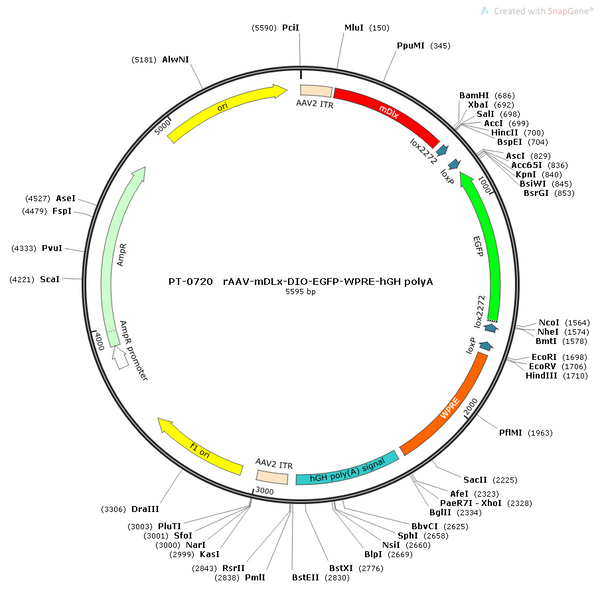 AAV-mDLX-DIO-EGFP AAV Vector – Fluorescent reporter – Cre-dependent – mDLX promoter – EGFP reporter – for Cell labeling / tracing – BHV12400291