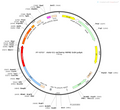 AAV-D1-mCherry AAV Vector – Fluorescent reporter – Constitutive – D1 promoter – mCherry reporter – for Cell labeling / tracing – BHV12400292