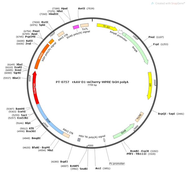 AAV-D1-mCherry AAV Vector – Fluorescent reporter – Constitutive – D1 promoter – mCherry reporter – for Cell labeling / tracing – BHV12400292