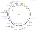 AAV-D2-mCherry AAV Vector – Fluorescent reporter – Constitutive – D2 promoter – mCherry reporter – for Cell labeling / tracing – BHV12400294