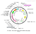 AAV-GFAP-EGFP AAV Vector – Fluorescent reporter – Constitutive – GFAP promoter – EGFP reporter – for Cell labeling / tracing – BHV12400295