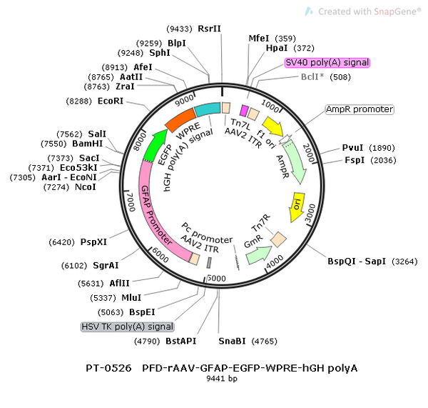 AAV-GFAP-EGFP AAV Vector – Fluorescent reporter – Constitutive – GFAP promoter – EGFP reporter – for Cell labeling / tracing – BHV12400295