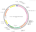 AAV-GFAP-EYFP AAV Vector – Fluorescent reporter – Constitutive – GFAP promoter – EYFP reporter – for Cell labeling / tracing – BHV12400296