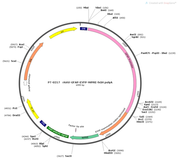 AAV-GFAP-EYFP AAV Vector – Fluorescent reporter – Constitutive – GFAP promoter – EYFP reporter – for Cell labeling / tracing – BHV12400296