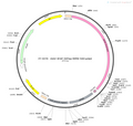 AAV-GFAP-3XFlag AAV Vector – Constitutive – GFAP promoter – BHV12400298