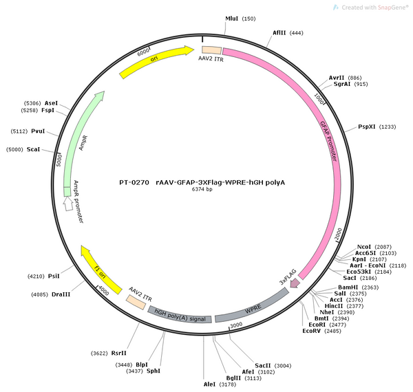 AAV-GFAP-3XFlag AAV Vector – Constitutive – GFAP promoter – BHV12400298