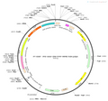 AAV-CRH-EYFP AAV Vector – Fluorescent reporter – Constitutive – CRH promoter – EYFP reporter – for Cell labeling / tracing – BHV12400301
