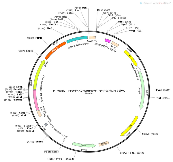 AAV-CRH-EYFP AAV Vector – Fluorescent reporter – Constitutive – CRH promoter – EYFP reporter – for Cell labeling / tracing – BHV12400301