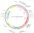 AAV-OXTR-mCherry AAV Vector – Fluorescent reporter – Constitutive – OXTR promoter – mCherry reporter – for Cell labeling / tracing – BHV12400302