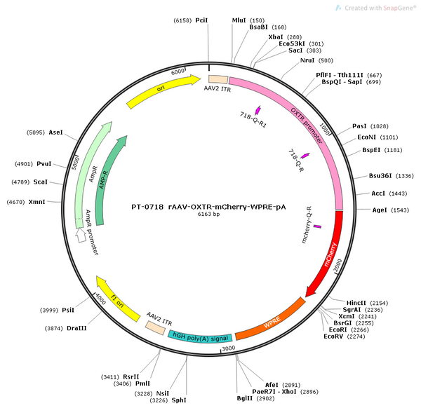AAV-OXTR-mCherry AAV Vector – Fluorescent reporter – Constitutive – OXTR promoter – mCherry reporter – for Cell labeling / tracing – BHV12400302