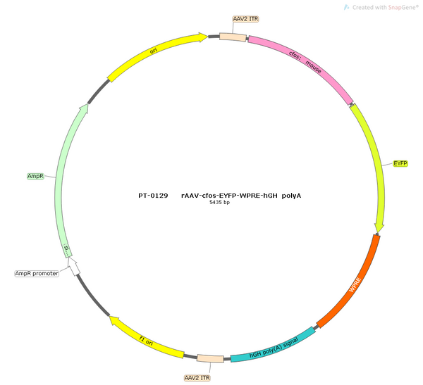 AAV-c-EYFP AAV Vector – Fluorescent reporter – Constitutive – c-Fos promoter – EYFP reporter – for Cell labeling / tracing – BHV12400309