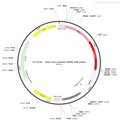 AAV-c-mCherry AAV Vector – Fluorescent reporter – Constitutive – c-Fos promoter – mCherry reporter – for Cell labeling / tracing – BHV12400310