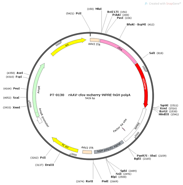 AAV-c-mCherry AAV Vector – Fluorescent reporter – Constitutive – c-Fos promoter – mCherry reporter – for Cell labeling / tracing – BHV12400310