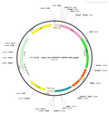 AAV-c-D2EGFP AAV Vector – Constitutive – c-Fos promoter – BHV12400311