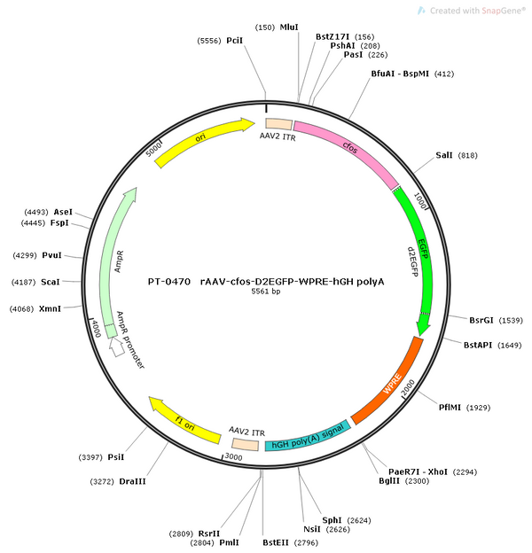 AAV-c-D2EGFP AAV Vector – Constitutive – c-Fos promoter – BHV12400311