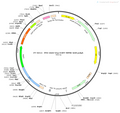AAV-D1-EGFP AAV Vector – Fluorescent reporter – Constitutive – D1 promoter – EGFP reporter – for Cell labeling / tracing – BHV12400317