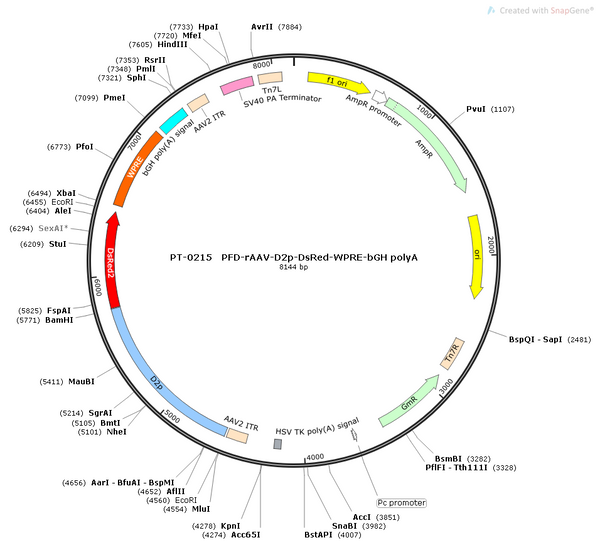 AAV-D2-DsRed AAV Vector – Fluorescent reporter – Constitutive – D2 promoter – DsRed reporter – for Cell labeling / tracing – BHV12400318