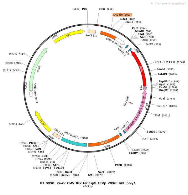 AAV-CMV-DIO-taCasp3 AAV Vector – Cre-dependent – CMV promoter – BHV12400326