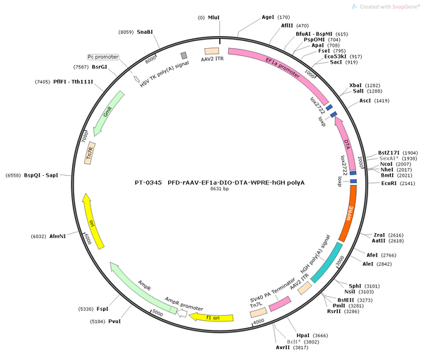 AAV-EF1α-DIO-DTA AAV Vector – Cre-dependent – EF1α promoter – BHV12400328