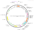 AAV-CAG-DIO-DTA AAV Vector – Cre-dependent – CAG promoter – BHV12400330