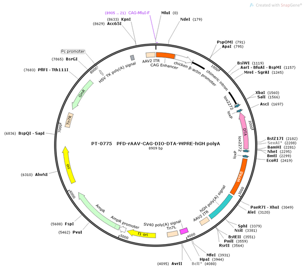 AAV-CAG-DIO-DTA AAV Vector – Cre-dependent – CAG promoter – BHV12400330