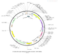 AAV-TRE3G-DIO-hChR2(H134R)-EYFP AAV Vector – Optogenetic actuator (opsin) – Cre-dependent – TRE3G promoter – EYFP reporter – for Optogenetics – BHV12400332