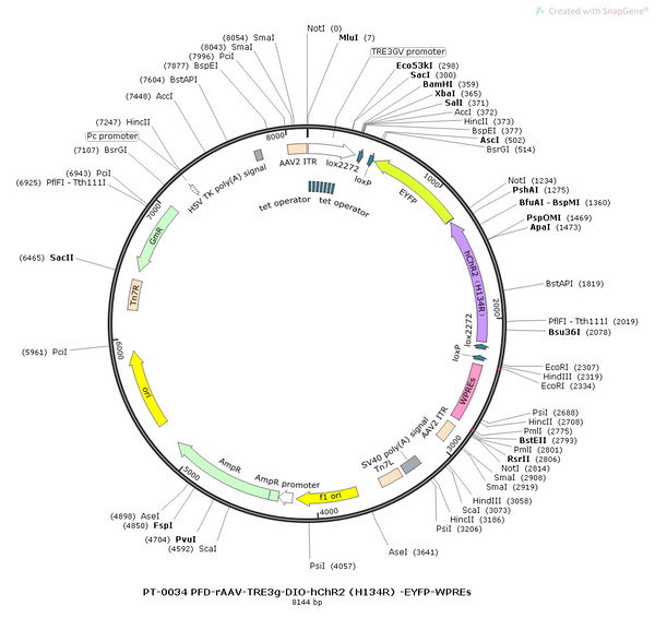 AAV-TRE3G-DIO-hChR2(H134R)-EYFP AAV Vector – Optogenetic actuator (opsin) – Cre-dependent – TRE3G promoter – EYFP reporter – for Optogenetics – BHV12400332