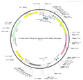 AAV-TRE3G-DIO-eArch3.0-EYFP AAV Vector – Optogenetic actuator (opsin) – Cre-dependent – TRE3G promoter – EYFP reporter – for Optogenetics – BHV12400333