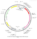 AAV-TRE3G-DIO-hM4D(Gi)-mCherry AAV Vector – Chemogenetic actuator (DREADD/PSAM/KORD) – Cre-dependent – TRE3G promoter – mCherry reporter – for Chemogenetics – BHV12400334