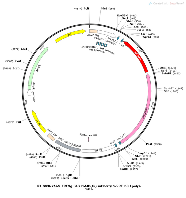 AAV-TRE3G-DIO-hM4D(Gi)-mCherry AAV Vector – Chemogenetic actuator (DREADD/PSAM/KORD) – Cre-dependent – TRE3G promoter – mCherry reporter – for Chemogenetics – BHV12400334