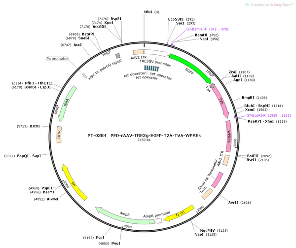 AAV-TRE3G-EGFP-TVA AAV Vector – Fluorescent reporter – Constitutive – TRE3G promoter – EGFP reporter – for Cell labeling / tracing – BHV12400338