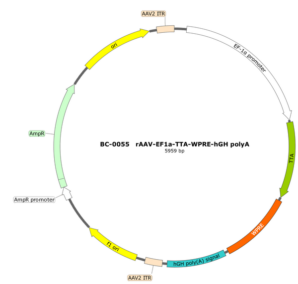 AAV-EF1α-tTA (Tet transactivator) AAV Vector – Transcriptional regulator / recombinase – Tet-regulated – EF1α promoter – for Genetic driver / recombination – BHV12400342