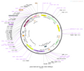 AAV-RAM-hChR2(H134R) AAV Vector – Optogenetic actuator (opsin) – Activity-dependent (RAM) + Tet-regulated – RAM promoter – for Optogenetics – BHV12400347