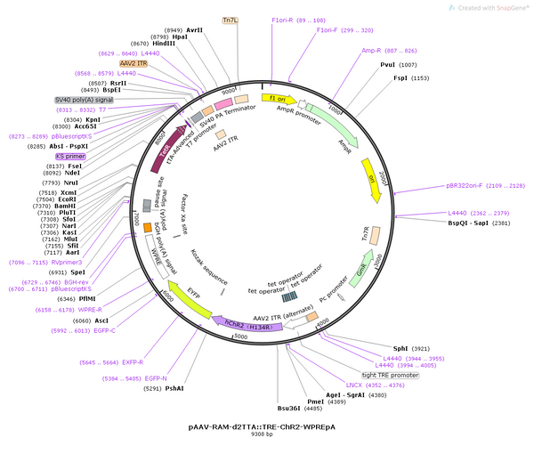AAV-RAM-hChR2(H134R) AAV Vector – Optogenetic actuator (opsin) – Activity-dependent (RAM) + Tet-regulated – RAM promoter – for Optogenetics – BHV12400347
