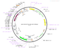 AAV-RAM-d2tTA::TRE-EGFP AAV Vector – Fluorescent reporter – Activity-dependent (RAM) + Tet-regulated – RAM promoter – EGFP reporter – for Cell labeling / tracing – BHV12400348
