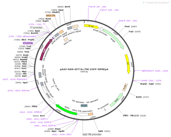 AAV-RAM-d2tTA::TRE-EGFP AAV Vector – Fluorescent reporter – Activity-dependent (RAM) + Tet-regulated – RAM promoter – EGFP reporter – for Cell labeling / tracing – BHV12400348