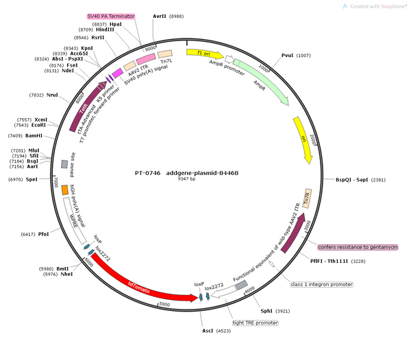 AAV-RAM-DIO-d2tTA::TRE-FLEX-tdTomato AAV Vector – Fluorescent reporter – Activity-dependent (RAM) + Tet-regulated – RAM promoter – tdTomato reporter – for Cell labeling / tracing – BHV12400349