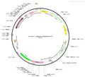 AAV-RAM-ArchT-EGFP AAV Vector – Optogenetic actuator (opsin) – Activity-dependent (RAM) + Tet-regulated – RAM promoter – EGFP reporter – for Optogenetics – BHV12400350