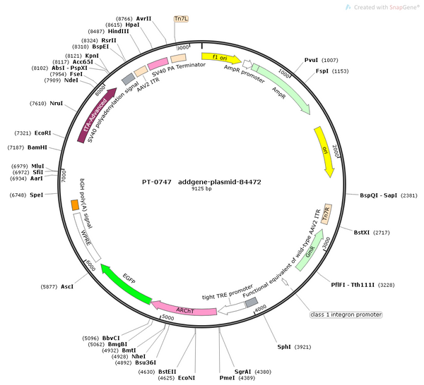 AAV-RAM-ArchT-EGFP AAV Vector – Optogenetic actuator (opsin) – Activity-dependent (RAM) + Tet-regulated – RAM promoter – EGFP reporter – for Optogenetics – BHV12400350