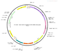 AAV-VGAT2-eNpHR3.0-EYFP AAV Vector – Optogenetic actuator (opsin) – Constitutive – VGAT2 promoter – EYFP reporter – for Optogenetics – BHV12400352