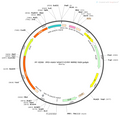 AAV-VGAT2-EYFP AAV Vector – Fluorescent reporter – Constitutive – VGAT2 promoter – EYFP reporter – for Cell labeling / tracing – BHV12400353