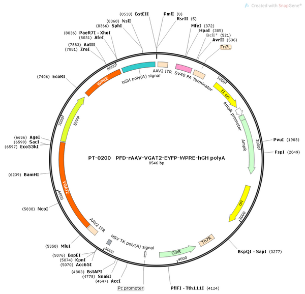 AAV-VGAT2-EYFP AAV Vector – Fluorescent reporter – Constitutive – VGAT2 promoter – EYFP reporter – for Cell labeling / tracing – BHV12400353