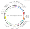 AAV-hSyn-Cre-mCherry AAV Vector – Fluorescent reporter – Constitutive – hSyn promoter – mCherry reporter – for Cell labeling / tracing – BHV12400355