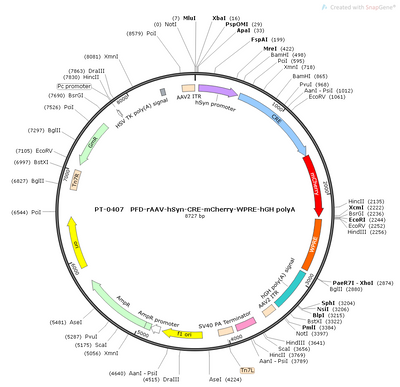 AAV-hSyn-Cre-mCherry AAV Vector – Fluorescent reporter – Constitutive – hSyn promoter – mCherry reporter – for Cell labeling / tracing – BHV12400355
