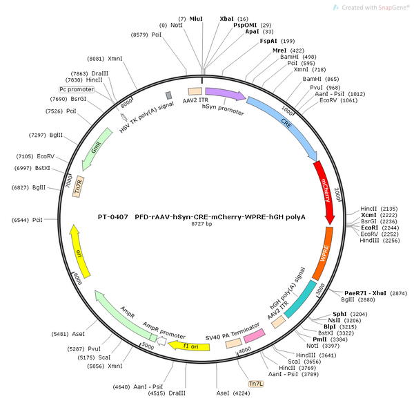 AAV-hSyn-Cre-mCherry AAV Vector – Fluorescent reporter – Constitutive – hSyn promoter – mCherry reporter – for Cell labeling / tracing – BHV12400355