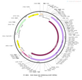 AAV-hSyn-DIO-hM3D(Gq)-EGFP AAV Vector – Chemogenetic actuator (DREADD/PSAM/KORD) – Cre-dependent – hSyn promoter – EGFP reporter – for Chemogenetics – BHV12400357