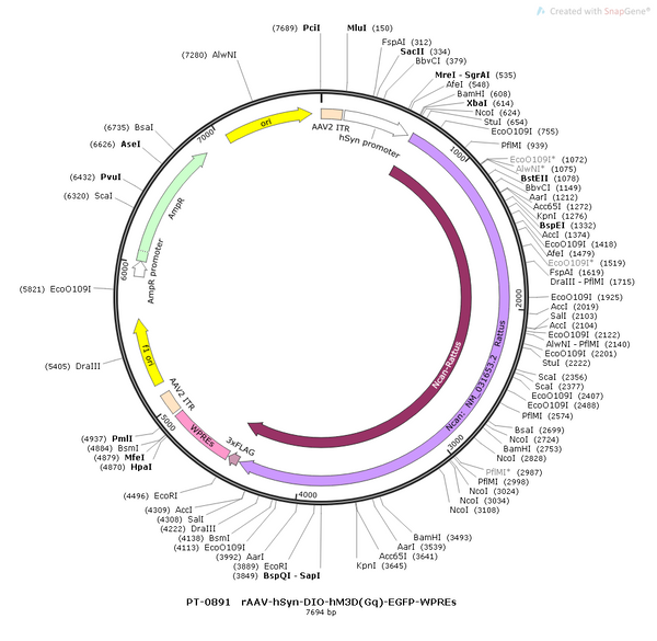 AAV-hSyn-DIO-hM3D(Gq)-EGFP AAV Vector – Chemogenetic actuator (DREADD/PSAM/KORD) – Cre-dependent – hSyn promoter – EGFP reporter – for Chemogenetics – BHV12400357