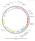 AAV-DLX5/6-hM3D(Gq)-mCherry AAV Vector – Chemogenetic actuator (DREADD/PSAM/KORD) – Constitutive – DLX5/6 promoter – mCherry reporter – for Chemogenetics – BHV12400360