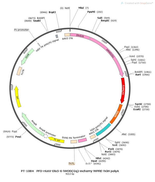 AAV-DLX5/6-hM3D(Gq)-mCherry AAV Vector – Chemogenetic actuator (DREADD/PSAM/KORD) – Constitutive – DLX5/6 promoter – mCherry reporter – for Chemogenetics – BHV12400360