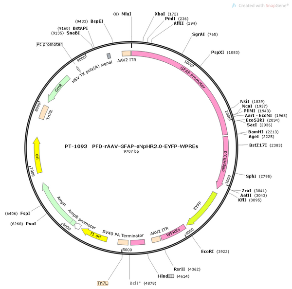 AAV-GFAP-eNpHR3.0-EYFP AAV Vector – Optogenetic actuator (opsin) – Constitutive – GFAP promoter – EYFP reporter – for Optogenetics – BHV12400361